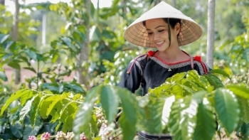 Giá cà phê hôm nay 2/6: Đi ngang tại thị trường trong nước