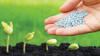 Giá phân bón hôm nay 12/6: Đi ngang ổn định