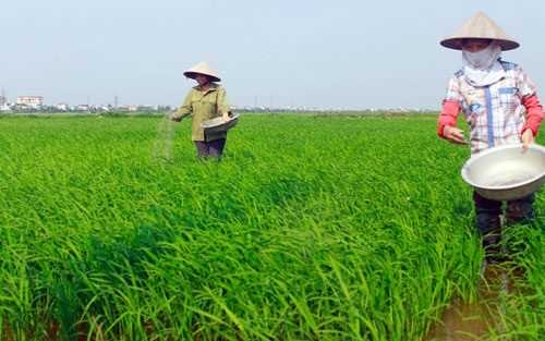 Giá phân bón hôm nay 9/6: Giao dịch ổn định