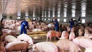 Giá heo hơi hôm nay 11/6: Tiếp đà giảm nhẹ