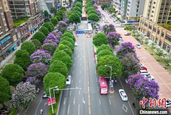 Trung Quốc: Thành phố Nam Ninh tràn ngập sắc hoa bằng lăng tím