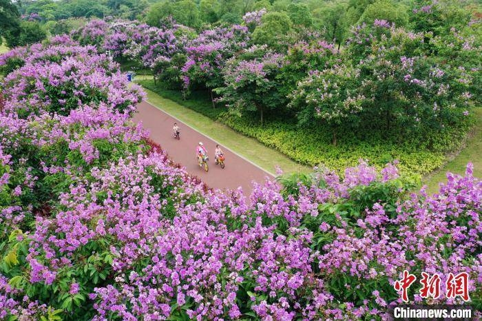 Trung Quốc: Thành phố Nam Ninh tràn ngập sắc hoa bằng lăng tím