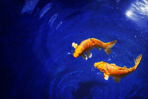 Top 4 chòm sao nữ đầy 