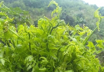 Đặc sản món rau từ rừng - Ăn là nhớ