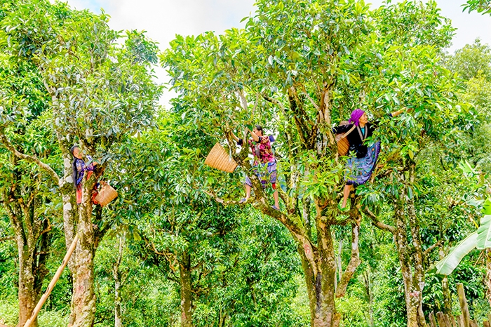 Tủa Chùa - Cô sơn nữ ẩn hiện giữa mây ngàn Tây Bắc