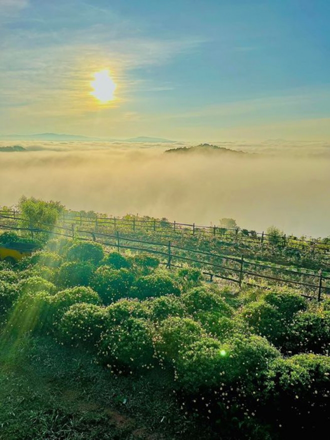 Mộng mơ với đồi mây Đà Lạt Mộng mơ với đồi mây Đà Lạt