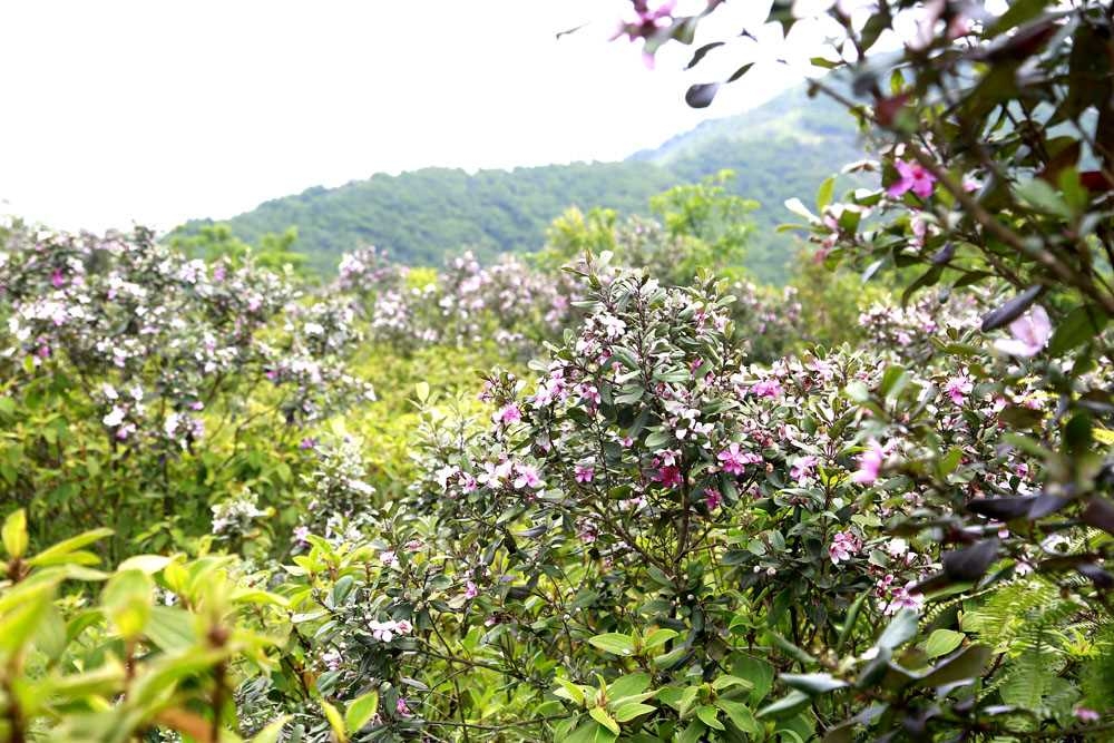 Ngắm hoa sim trên đồi Tình