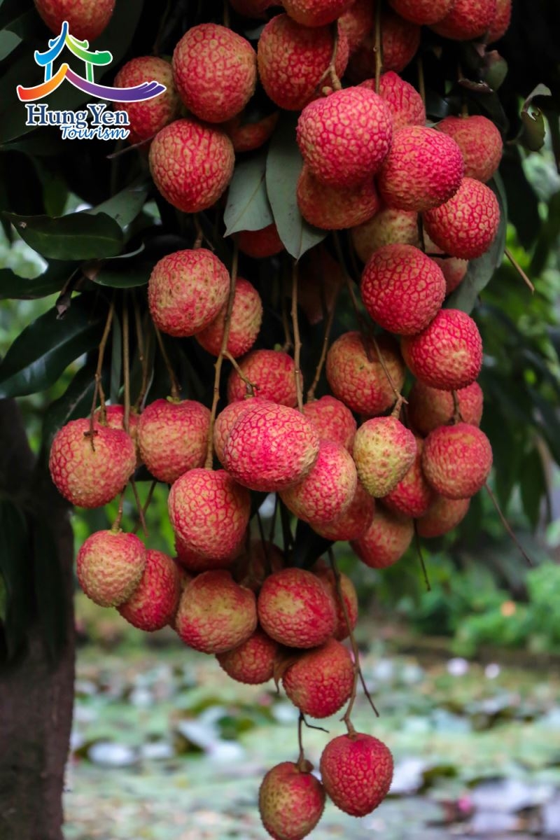 Vải trứng - món quà từ thiên nhiên