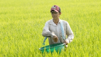 Giá phân bón hôm nay 20/6: Giao dịch ổn định