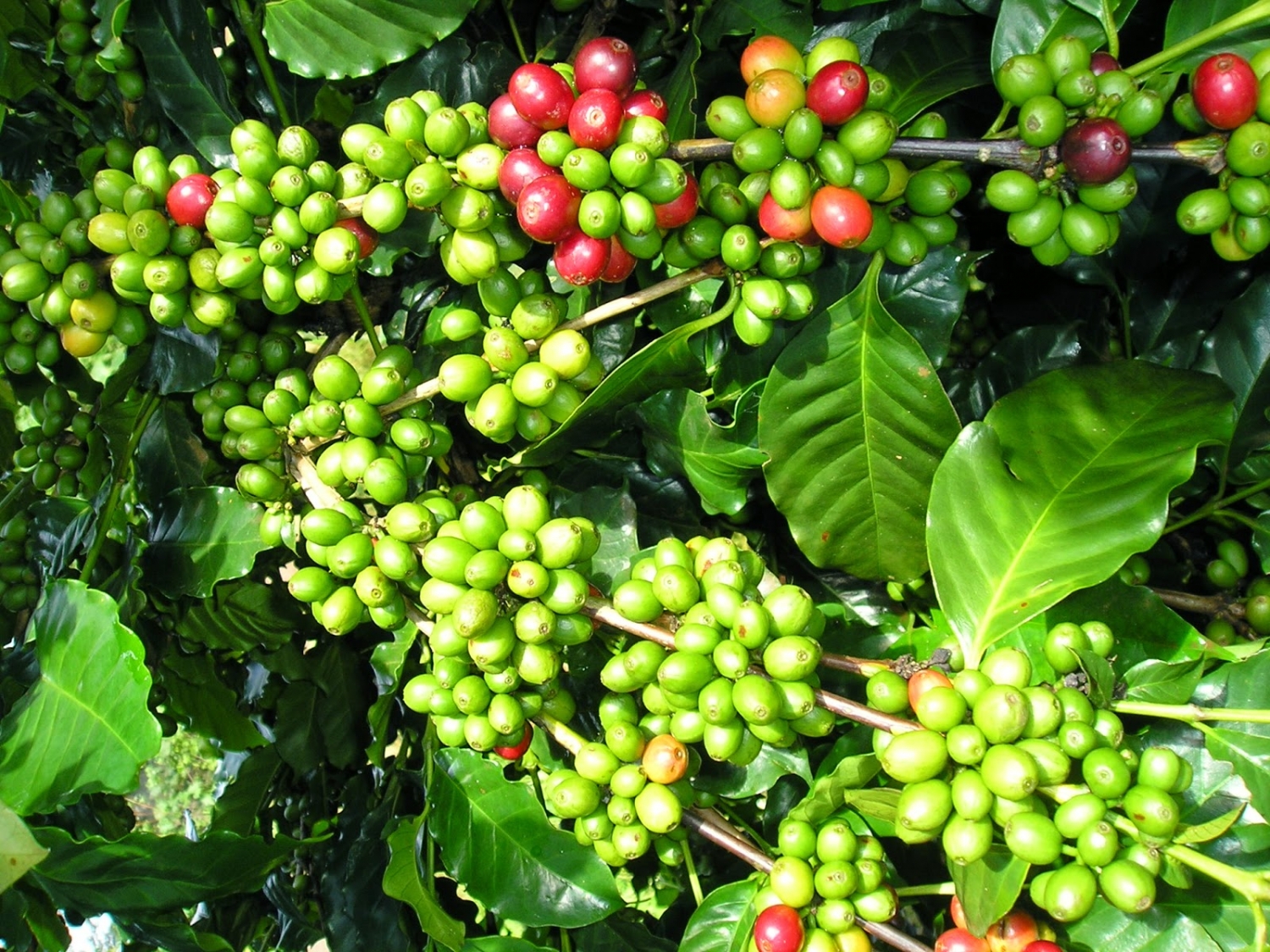 Giá cà phê hôm nay 23/6: Tăng mạnh 500 đồng/kg tại các địa phương thu mua trọng điểm