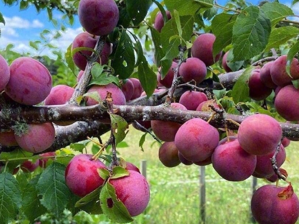 Sa Pa – Tháng 6 mùa mận chín