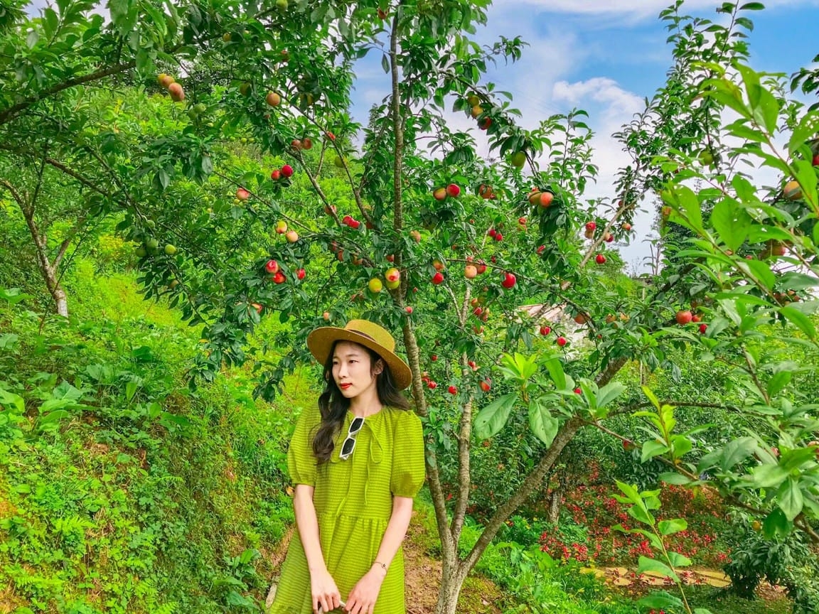 Sa Pa – Tháng 6 mùa mận chín