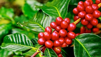 Giá cà phê hôm nay 5/7: Không thay đổi tại các địa phương thu mua trọng điểm