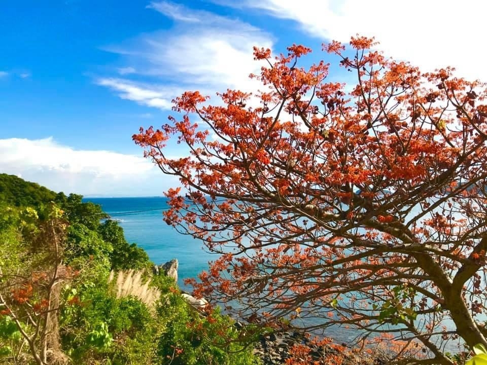 Nở rộ mùa hoa ngô đồng đỏ Cù Lao Chàm