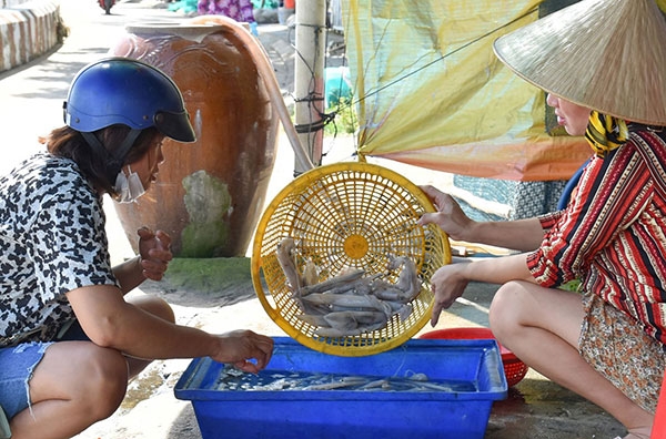 Lộc biển Hòn Sơn Lộc biển Hòn Sơn
