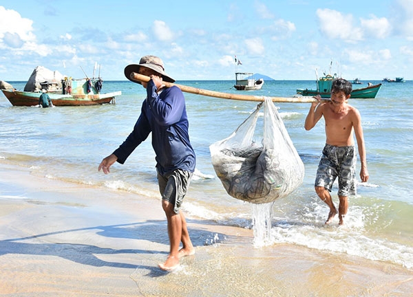 Lộc biển Hòn Sơn Lộc biển Hòn Sơn