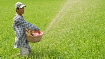 Giá phân bón hôm nay 7/7: Giao dịch không đổi