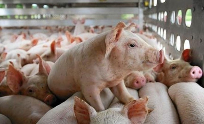 Giá heo hơi hôm nay 13/11: Dao động trong khoảng 51.000 - 58.000 đồng/kg