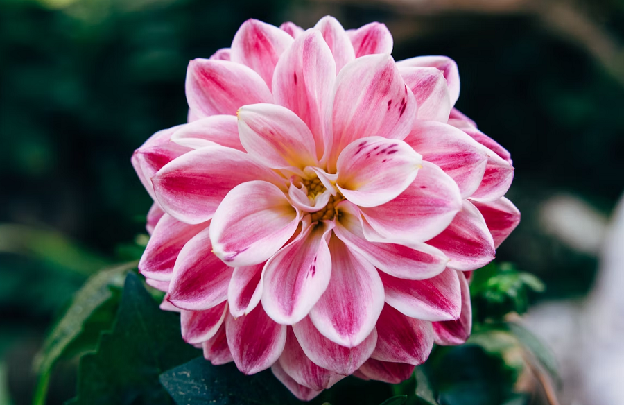 Tử vi ngày 4/3/2023 của 12 cung hoàng đạo: Song Tử cứng đầu, Thiên Bình cô đơn Tử vi ngày 4/3/2023 của 12 cung hoàng đạo: Song Tử cứng đầu, Thiên Bình cô đơn