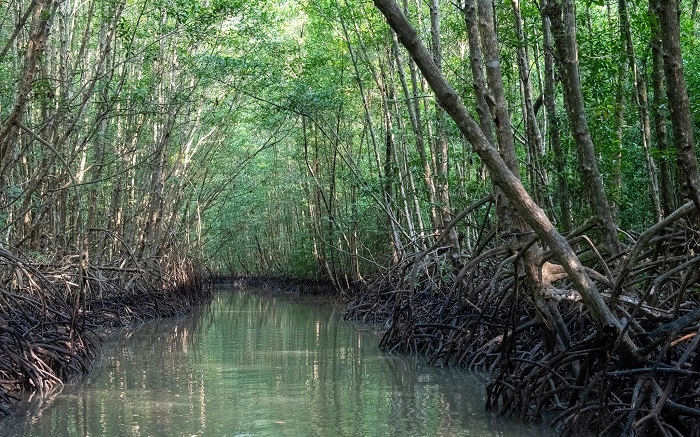 Khám phá Cồn Ông Trang (Cà Mau)