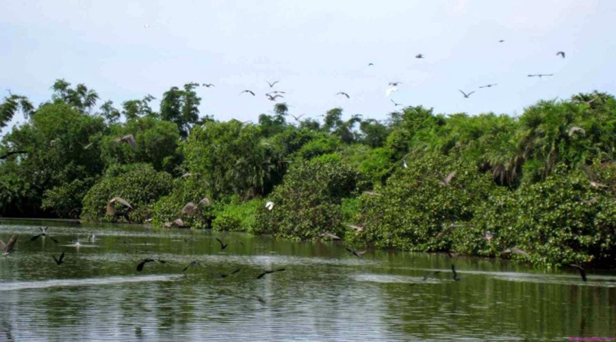 Khám phá Cồn Ông Trang (Cà Mau)