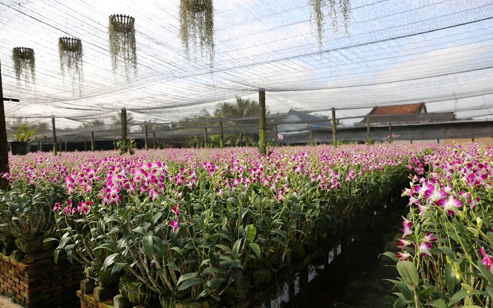 Đến Điền Lan Thôn Trang ngắm hoa lan cùng với khung cảnh hữu tình
