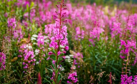 Tử vi ngày 27/8/2023: Tuổi Sửu có thêm động lực, tuổi Hợi cơ hội bứt phá