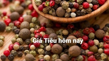 Giá tiêu hôm nay 14/12: Điều chỉnh giảm