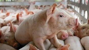 Giá heo hơi hôm nay 14/12: Cao nhất ở mức 55.000 đồng/kg