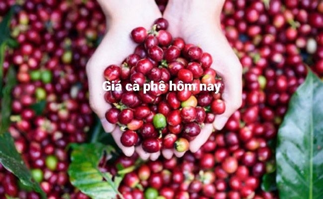 Giá cà phê hôm nay 14/12: Tăng nhẹ