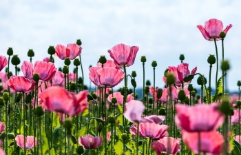 Tử vi ngày 15/12/2022: Tuổi Thìn nhiều hung họa, tuổi Ngọ phần thưởng bất ngờ