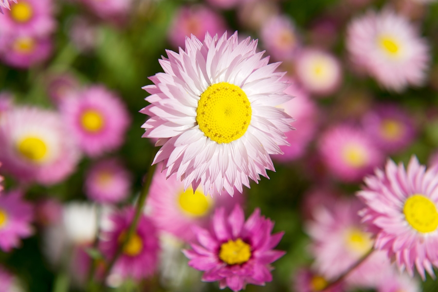 Tử vi ngày 15/12/2022: Tuổi Thìn nhiều điều hung họa, tuổi Ngọ phần thưởng bất ngờ Tử vi ngày 15/12/2022: Tuổi Thìn nhiều điều hung họa, tuổi Ngọ phần thưởng bất ngờ