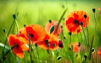 Tử vi ngày 16/12/2022: Tuổi Dần đạt bước tiến mới, tuổi Mão tiền bạc sinh sôi