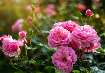 Tử vi ngày 17/12/2022: Tuổi Sửu tiền hết lại có, tuổi Thân vượng vận tình duyên