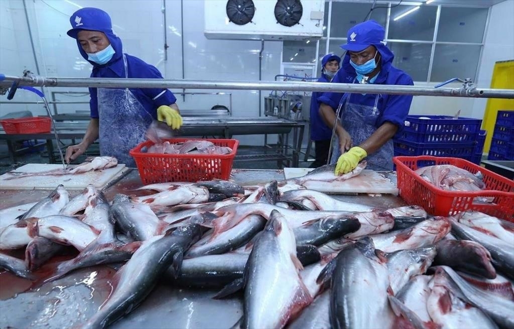 Tin tức kinh tế ngày 16/12: Xuất khẩu cá tra lập kỷ lục