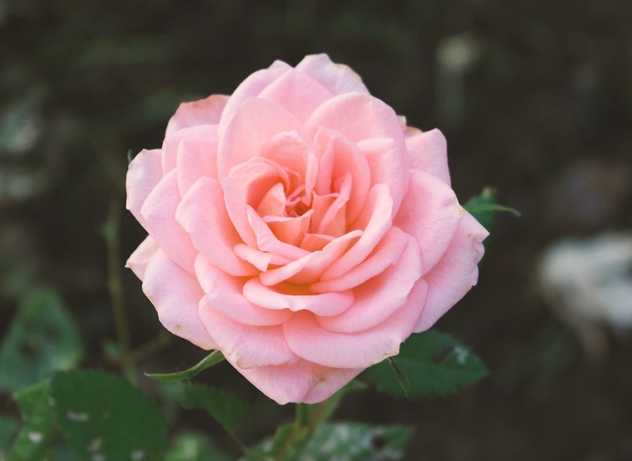 Tử vi ngày 18/5/2023 của 12 cung hoàng đạo: Cự Giải được yêu mến, Ma Kết khẳng định bản thân Tử vi ngày 18/5/2023 của 12 cung hoàng đạo: Cự Giải được yêu mến, Ma Kết khẳng định bản thân