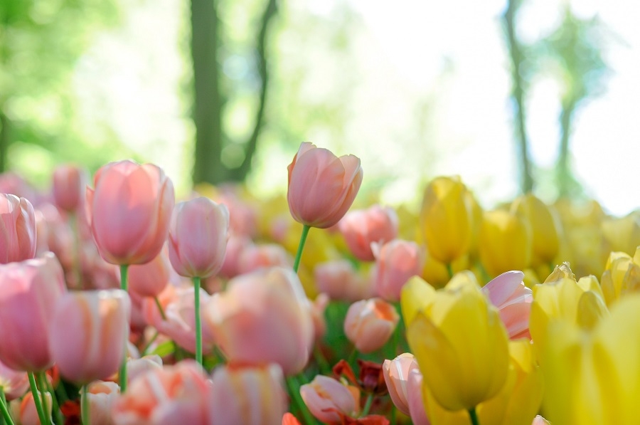 Tử vi ngày 2/7/2023 của 12 cung hoàng đạo: Cự Giải mạnh mẽ, Ma Kết cần bứt phá