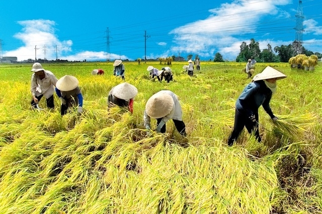Ra mắt sản phẩm Bảo hiểm Chỉ số thời tiết đầu tiên tại Việt Nam dành cho nông dân trồng lúa