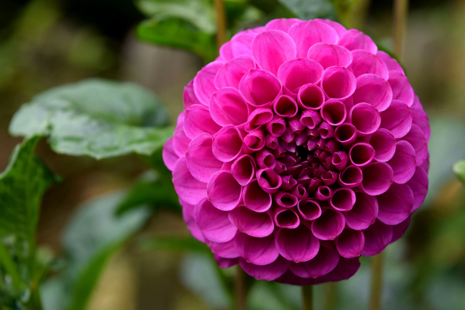 Tử vi ngày 5/1/2023: Tuổi Thìn bước tiến đáng kể, tuổi Ngọ may mắn tài lộc