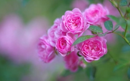 Tử vi tuần mới 18/12 - 24/12/2023: Tuổi Tý hung cát đan xen, tuổi Tuất trăm bề thuận lợi