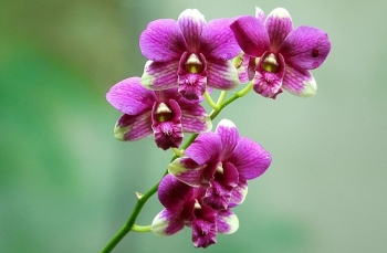 Tử vi ngày 7/1/2023: Tuổi Tý khó khăn dần qua, tuổi Hợi dễ được khen thưởng