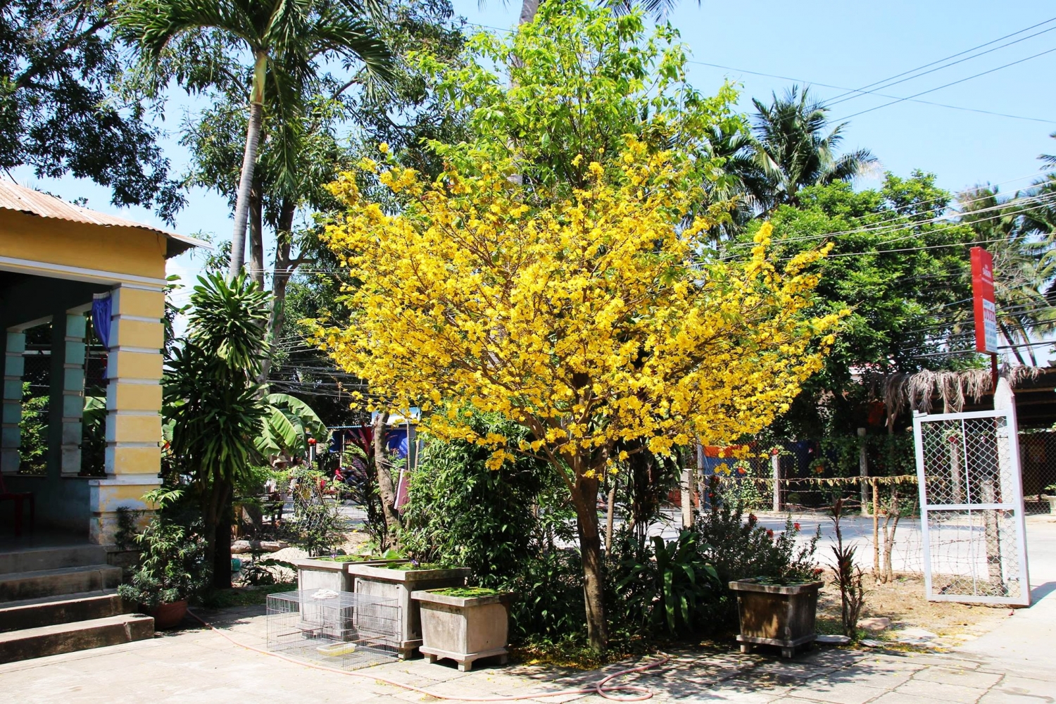 Nha Trang: Hoa mai đua nhau nở rộ đón xuân