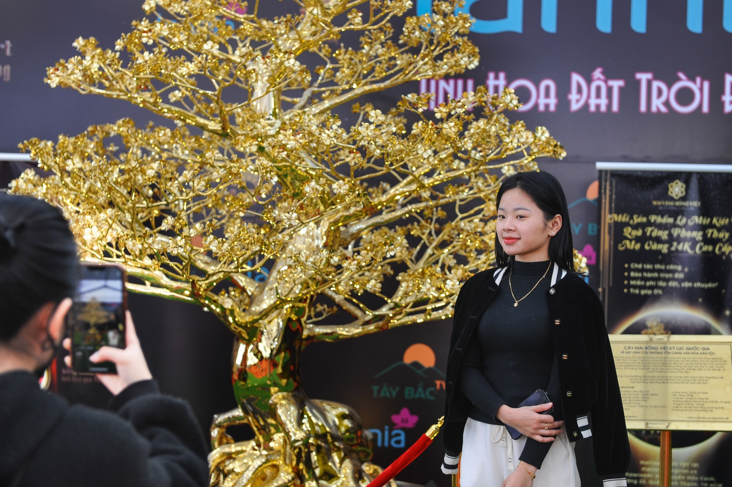Tết Quý Mão 2023: Cây mai mạ vàng 24k được rao bán gần 6 tỷ đồng ở Hà Nội