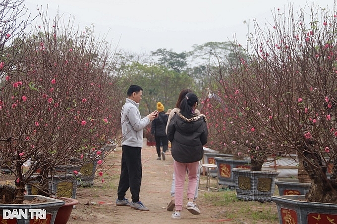 Những cành đào thế to giá hàng triệu đồng lại hầu như kén khách, người bán cho biết khách chỉ vào xem, hỏi giá xong đi.