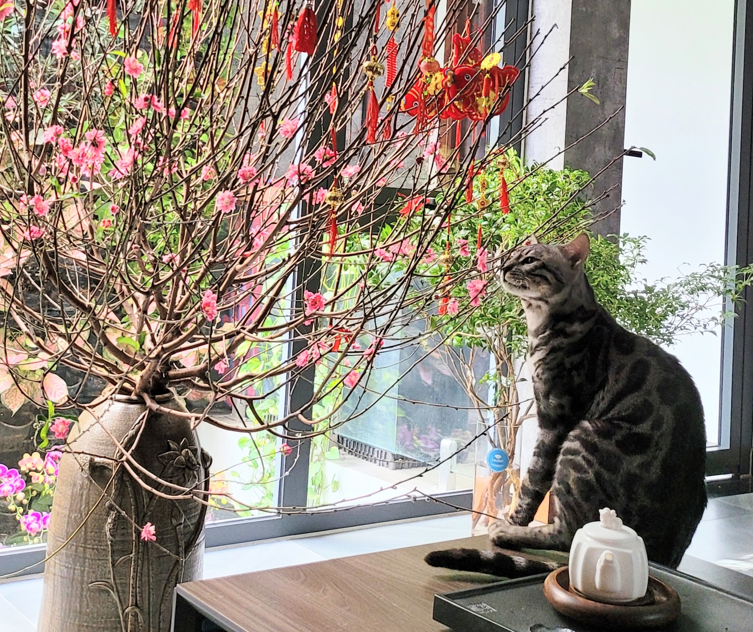 Nỗi oan của con mèo