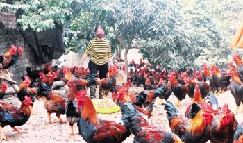 Cho gà "xơi" sâm, nông dân thu về trăm triệu mỗi năm