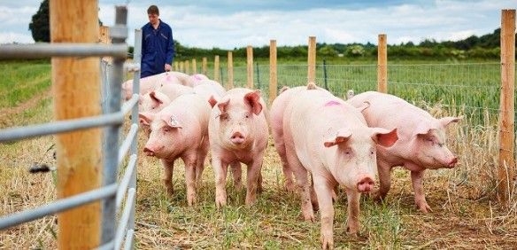 Giá heo hơi hôm nay 5/2: Kết thúc tuần ở mức 53.000 đồng/kg