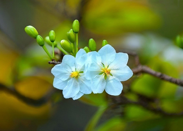Tử vi ngày 9/2/2023 của 12 cung hoàng đạo: Kim Ngưu thận trọng tài chính, Thiên Bình cởi mở