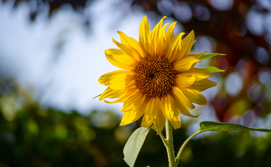 Tử vi ngày 25/6/2023 của 12 cung hoàng đạo: Kim Ngưu cơ hội tỏa sáng, Xử Nữ may mắn