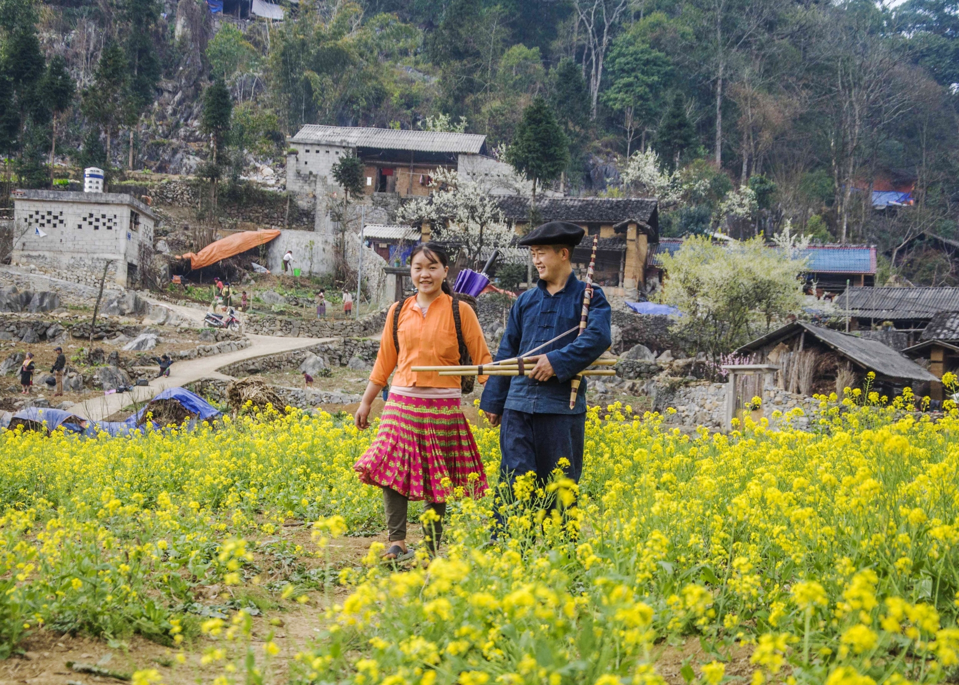 Về Hà Giang giữa mùa xuân hoa nở
